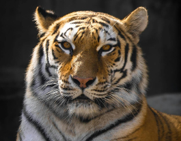 Wildlife in Uttarakhand